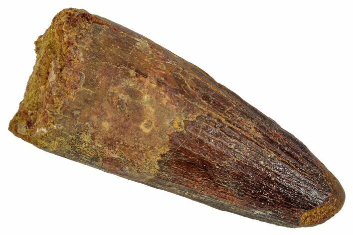 Fossil Spinosaurus Tooth - Real Dinosaur Tooth #346799